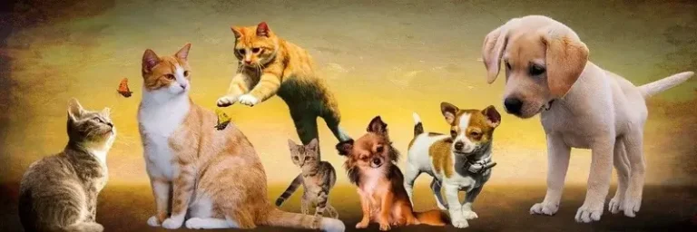 assurance animaux